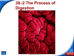 38–2 The Process of Digestion