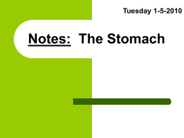 Notes: The Stomach