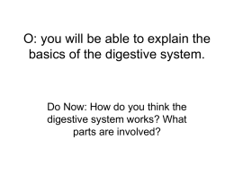 O: you will be able to explain the basics of the digestive system.