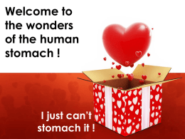 stomach ! - Human Digestive System / FrontPage