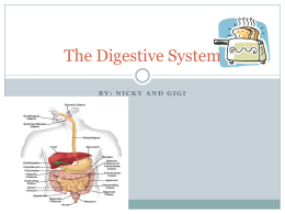 The Digestive System Nicky and Gigi