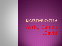 Digestive system - Bingham-5th-2012