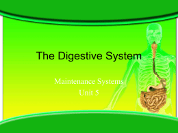 Digestive System ppt