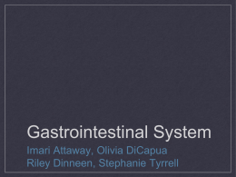 Gastrointestinal System