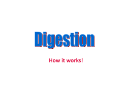 Digestion 2