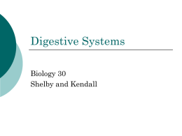 Digestive Systems - ImperialSchoolWiki