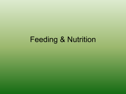 Feeding & Nutrition