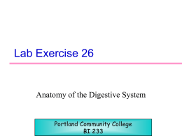 Lab exercise 26 (Digestion)