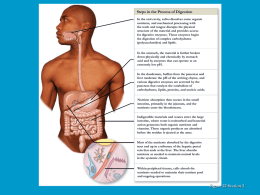 11 Digestive Physiology