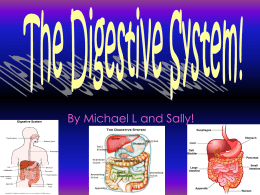 The Digestive System Powerpoint