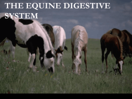 DIGESTIVE SYSTEMS OF HORSES AND COMPANION ANIMALS