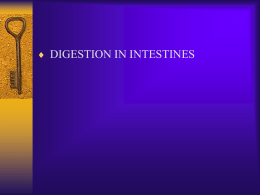 Lecture 28. Digestion in intestines