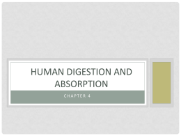 Human Digestion and Absorption - 35-206-202