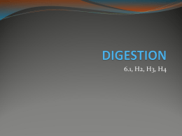 Digestion Intro