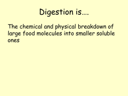 B2 Topic 3 Digestion - South Newcastle Trust