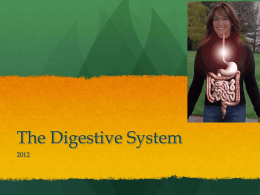 digestion - lovettlifescience