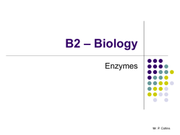 B2.6 Enzymes