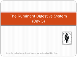 The Ruminant Digestive System (Day 3)