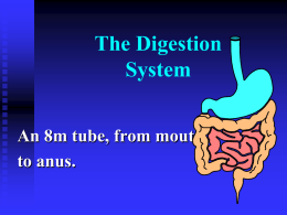 Digestion and Alimentary Canal NH