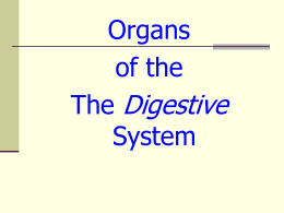 Organs of the dig sys pp