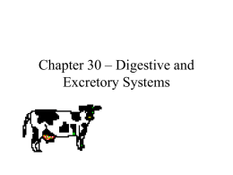 Chapter 30 – Digestive and Excretory Systems