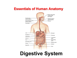 Accessory Digestive Organs