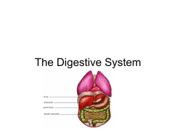 Digestion - My Teacher Pages