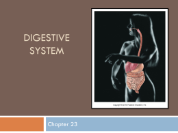 Digestive System - Riverside Preparatory High School