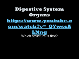 Digestive System Organs