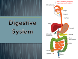 Main Function of the Digestive System