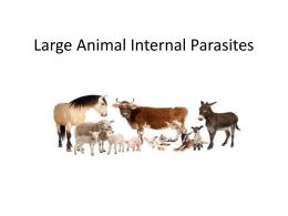 Large Animal Internal Parasites