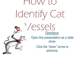 How to Identify Cat Vessels