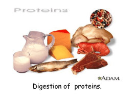 Digestion of proteins