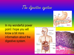 The digestive system - Bramber Primary School