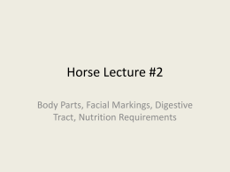 Horse Anatomy, Markings and Digestion