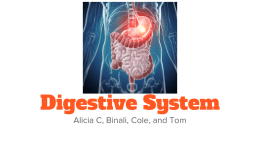 Digestive System - Mercer Island School District