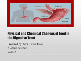 Physical and Chemical Digestion Review