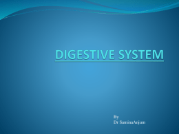 digestive system - MBBS Students Club