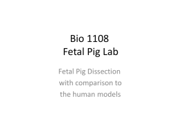 Bio 1108 Fetal Pig Lab