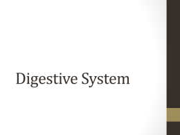 Power Point: Digestion