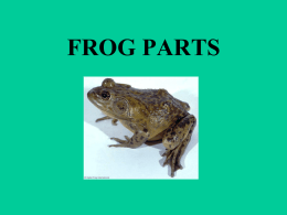 frog parts