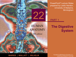 The Digestive System - Fullfrontalanatomy.com