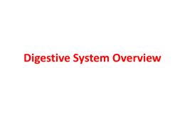 Digestive System Overview Oral Cavity