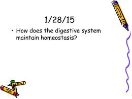 the_digestive_system