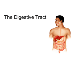 Lecture 22 - The Digestive Tract