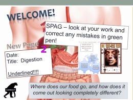digestive system lesson