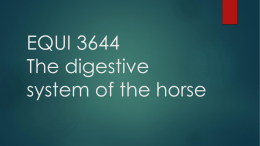 Equine Digestive system