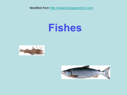 Chordates and Fishes