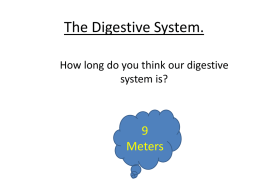 The Digestive System (3).