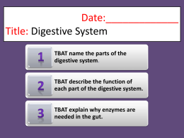 Digestive System Presentation